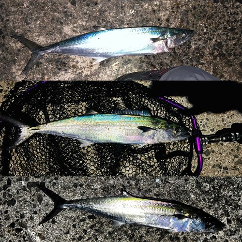 サゴシの釣果
