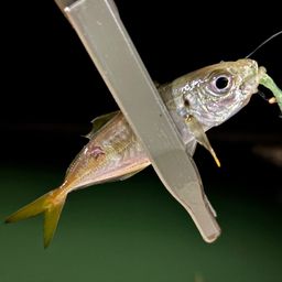アジ