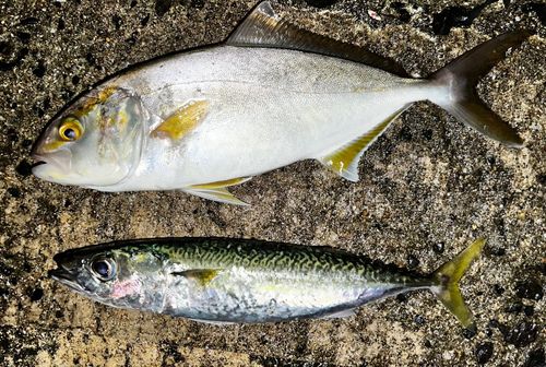 ネリゴの釣果