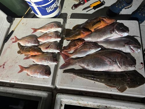 マゴチの釣果