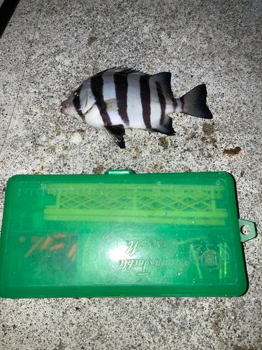 サンバソウの釣果