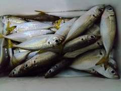 マアジの釣果