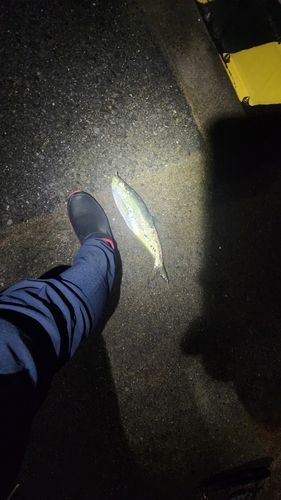 ヒラの釣果