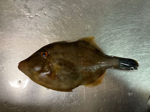 ウマヅラハギの釣果