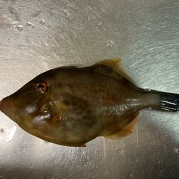 ウマヅラハギ