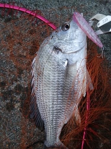 キビレの釣果