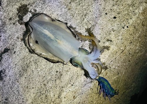 アオリイカの釣果