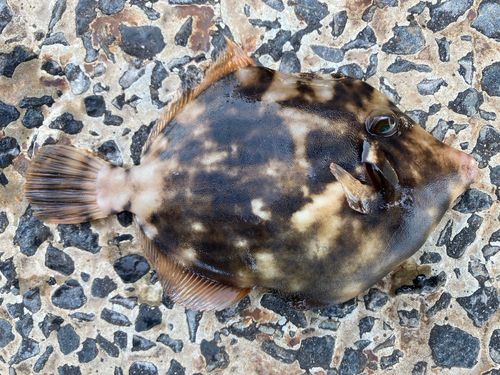 カワハギの釣果