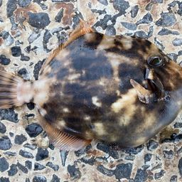 カワハギ