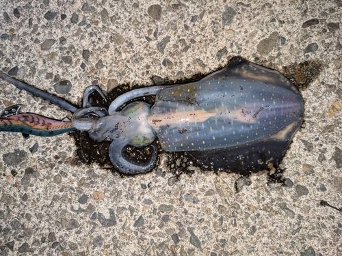 アオリイカの釣果