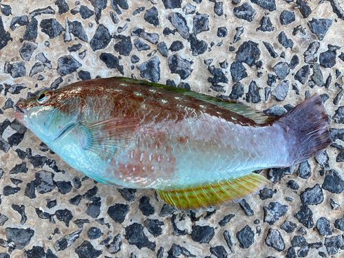 ベラの釣果