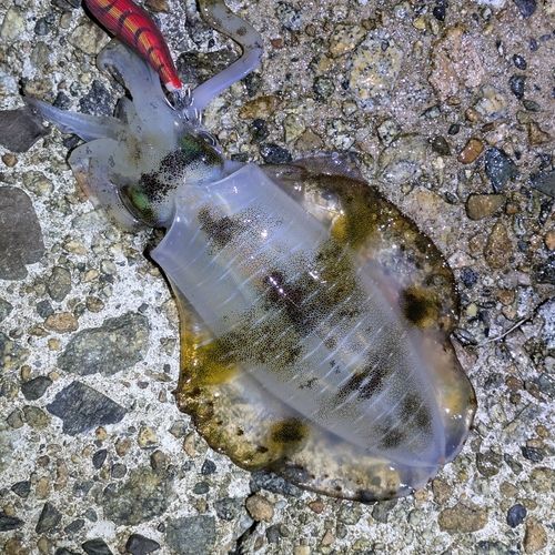 アオリイカの釣果