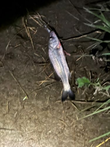 セイゴ（タイリクスズキ）の釣果