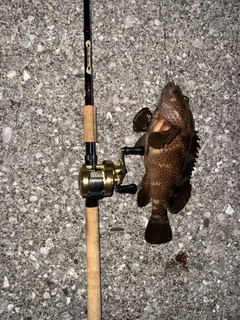 ノミノクチの釣果