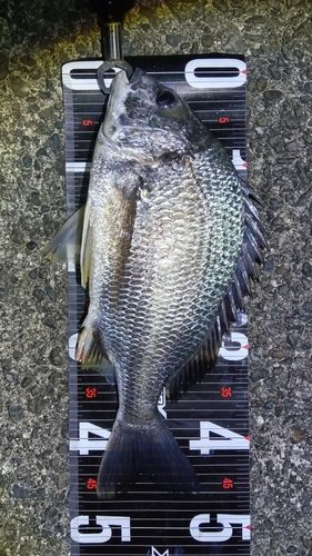 紀伊水道