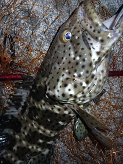 ヤイトハタの釣果