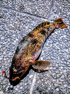 アブラコの釣果