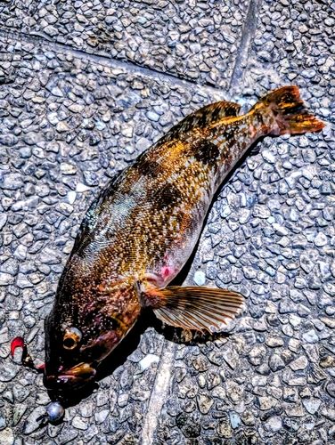 アブラコの釣果