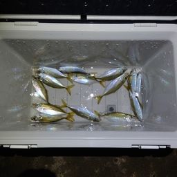 アジ