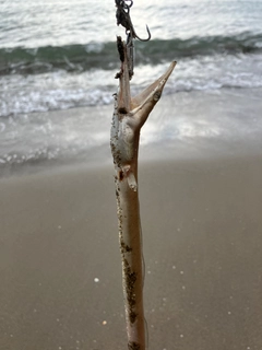 ダイナンウミヘビの釣果