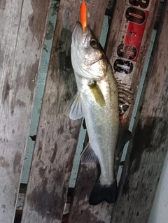 シーバスの釣果