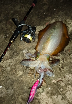 アオリイカの釣果