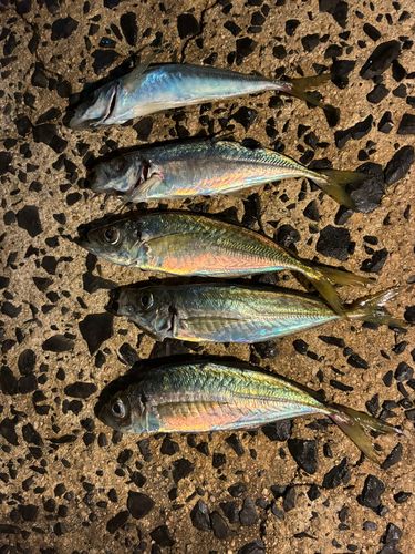 釣果