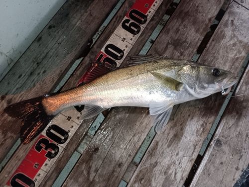 シーバスの釣果