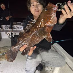 アコウ