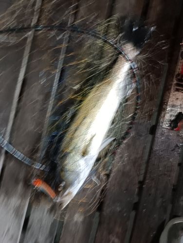 揖斐川下流