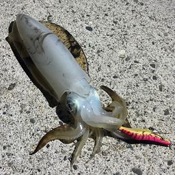アオリイカ