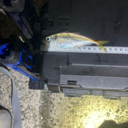 アジ