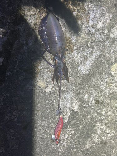 寺泊沖