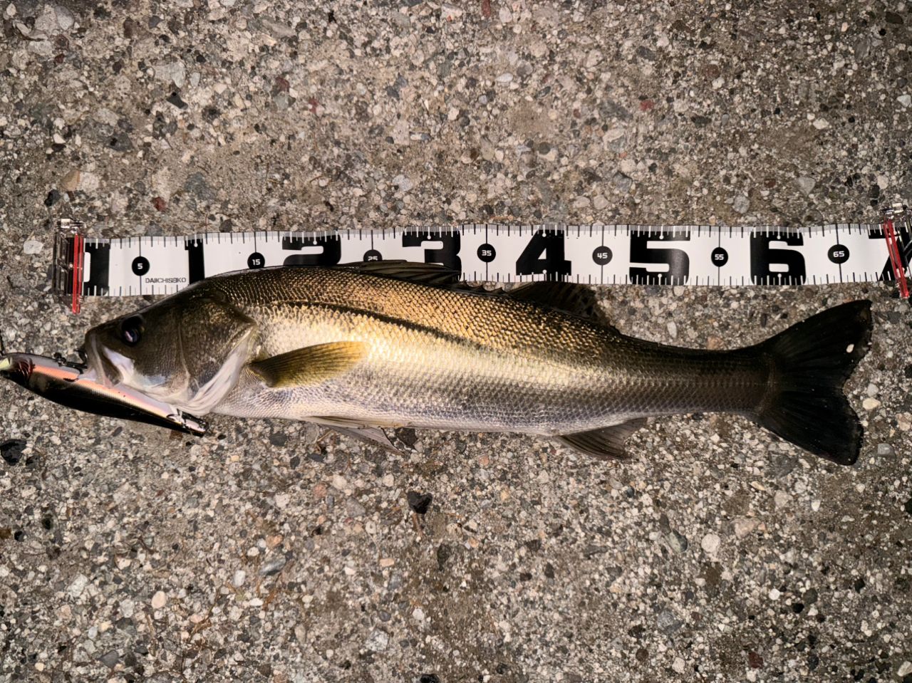 ZENAQ グランツの最安値・インプレ・釣果 | 本音の口コミが集まる釣具