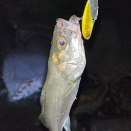 シーバス