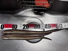 アナゴの釣果