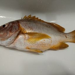 シブダイ