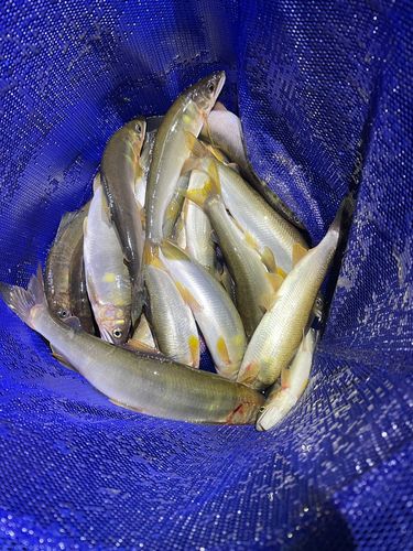 アユの釣果