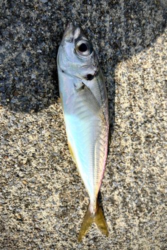 マアジの釣果