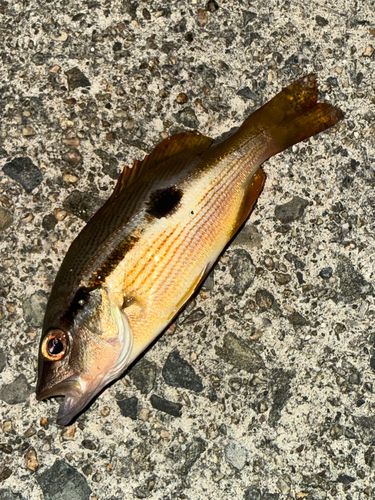 ヨコスジフエダイの釣果