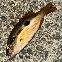 ヨコスジフエダイ