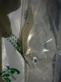 ケンサキイカの釣果