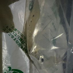 ケンサキイカ