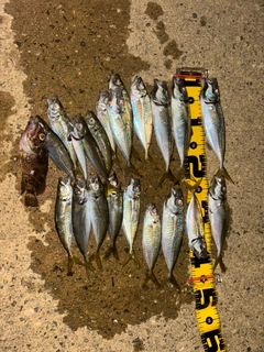 マアジの釣果