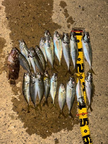 マアジの釣果