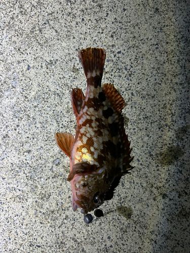 カサゴの釣果