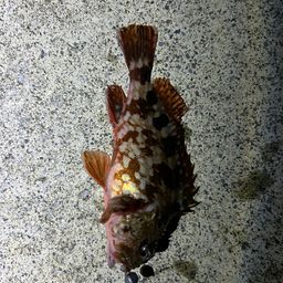 カサゴ