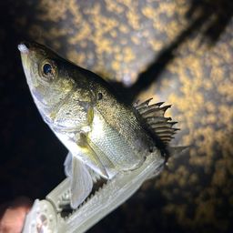 セイゴ（マルスズキ）