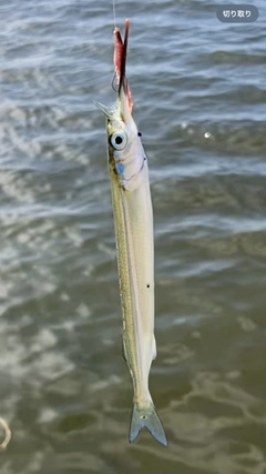 サヨリの釣果