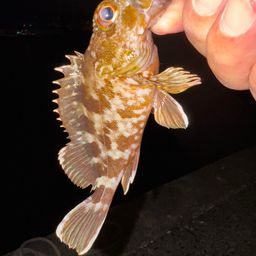 カサゴ